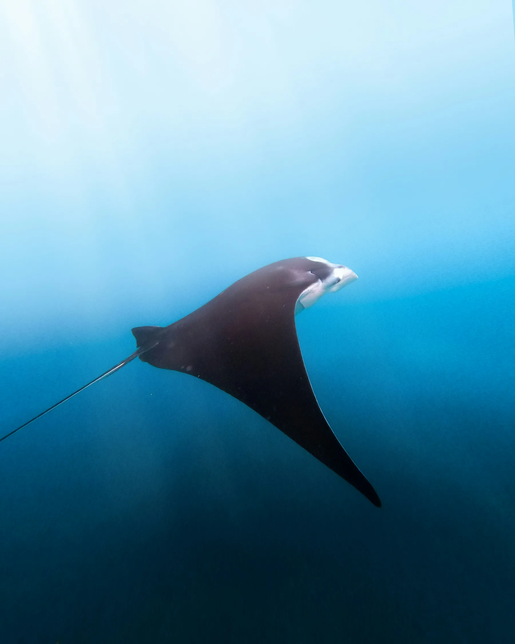 A manta ray photographed underwater near Nusa Penida
